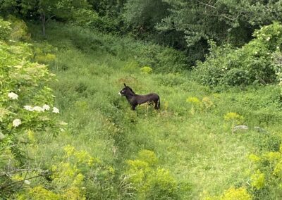 le bel âne du village